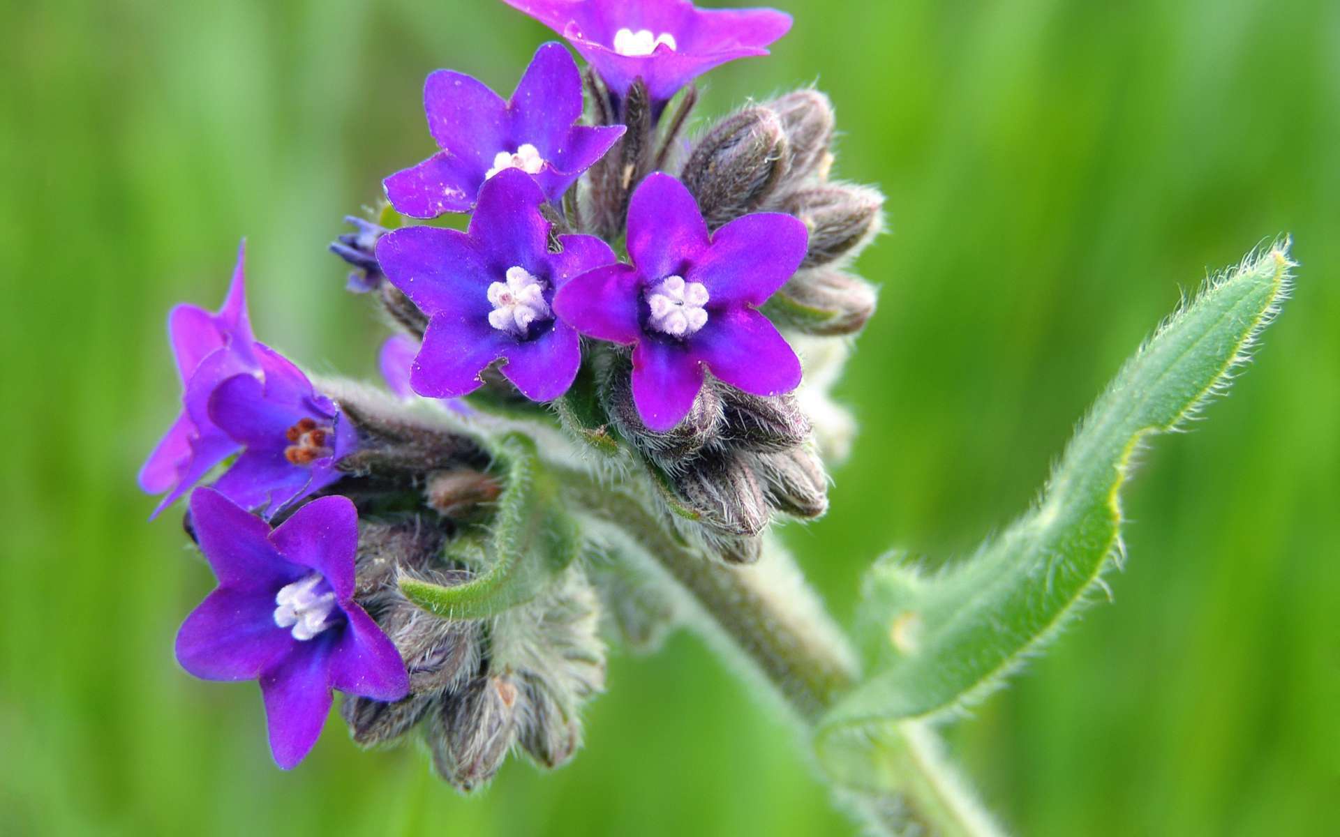 Buglosse officinale - fleurs (Crédits : xulescu_g - Flickr)