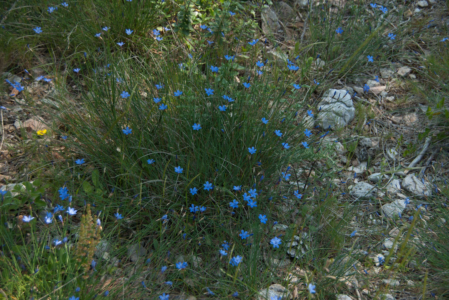Aphyllante de Montpellier (crédits : Cédric Seguin) Aphyllante de Montpellier