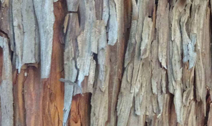 Arbousier-ecorce-de-vieil-arbre-credits-Fabienne-Guerin