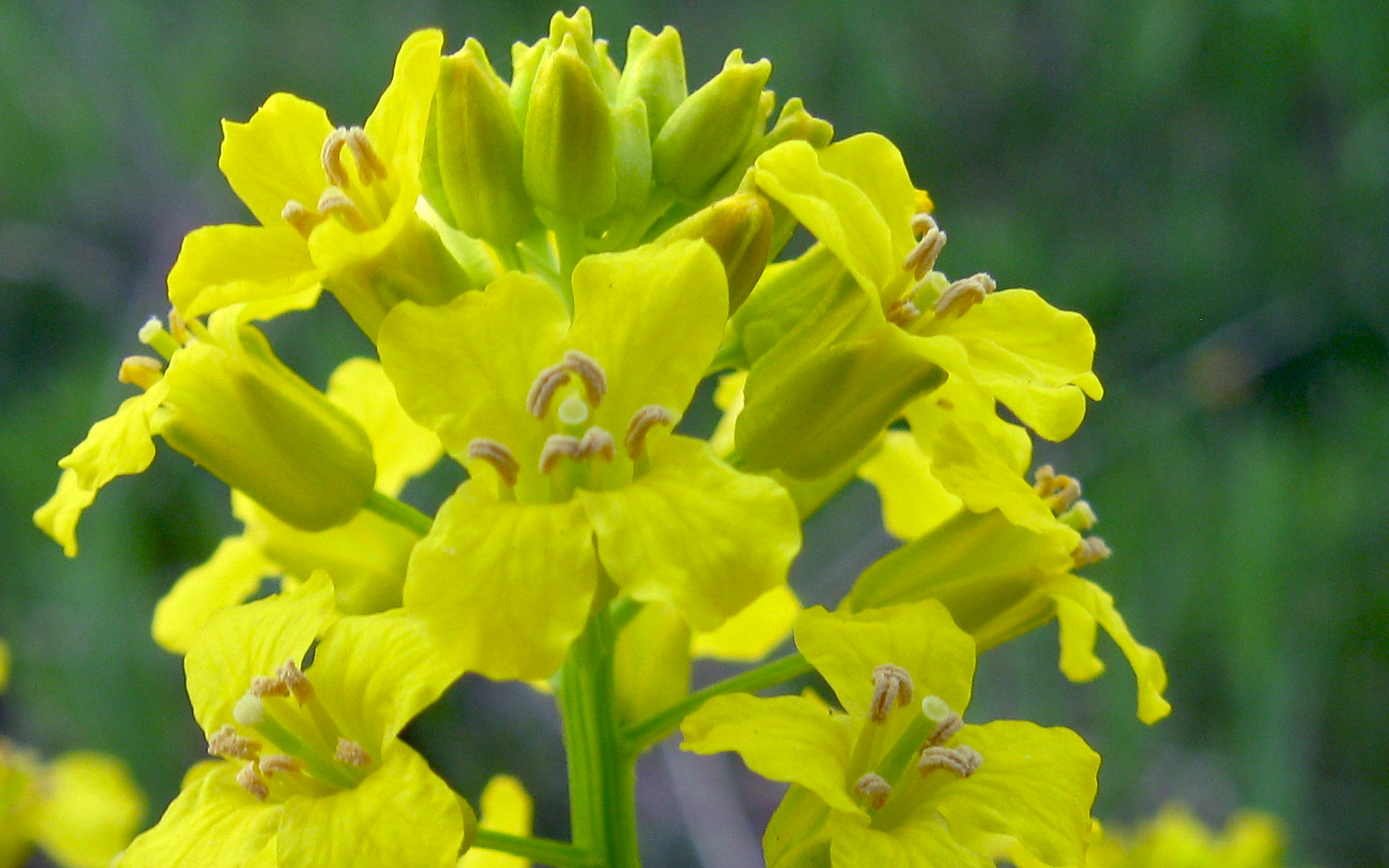 Fleur de barbarée commune. Crédit : Benet2006, Flickr