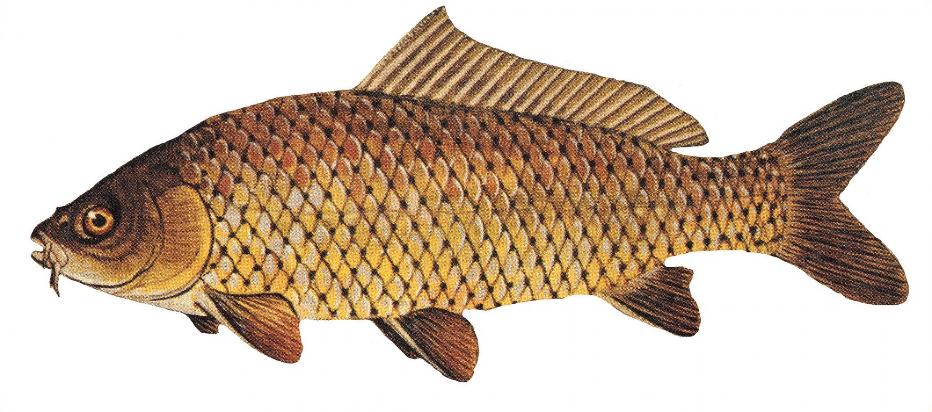 carpe_commune_-_credit_noaa_great_lakes_environ carpe_commune_-_credit_noaa_great_lakes_environ