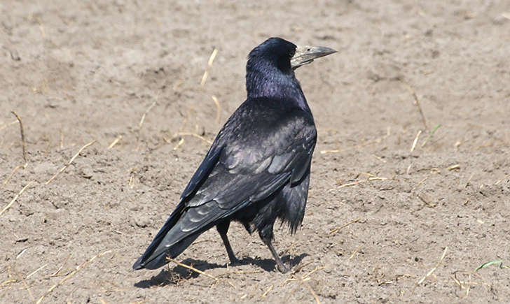Corbeau freux - Corvus frugilegus