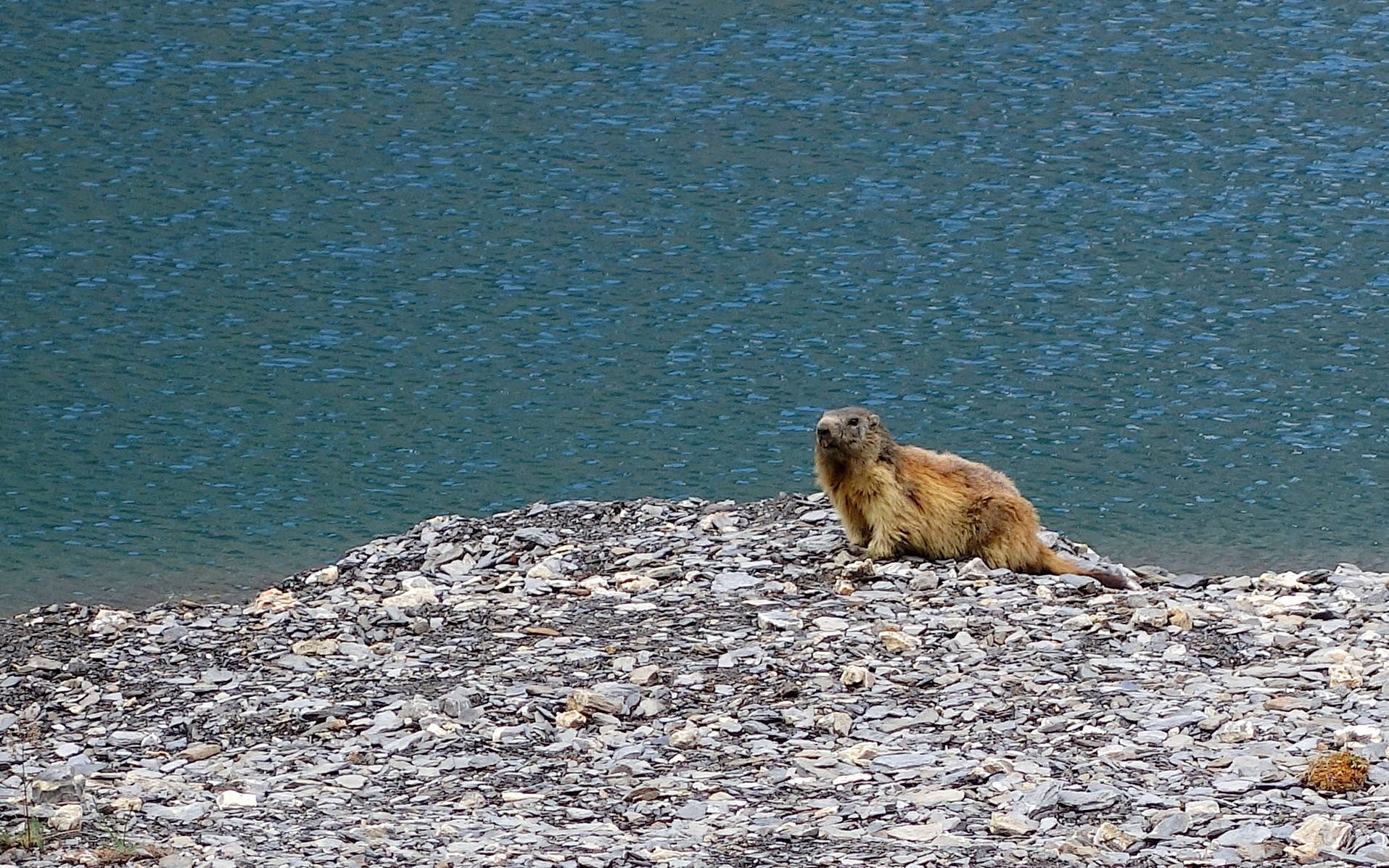 Marmotte (Crédits : Cyril Gautreau)