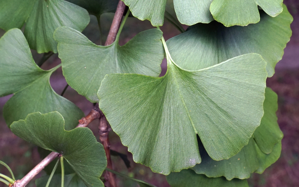 Ginkgo biloba, feuilles. Crédit : Plant Image Library - Flickr