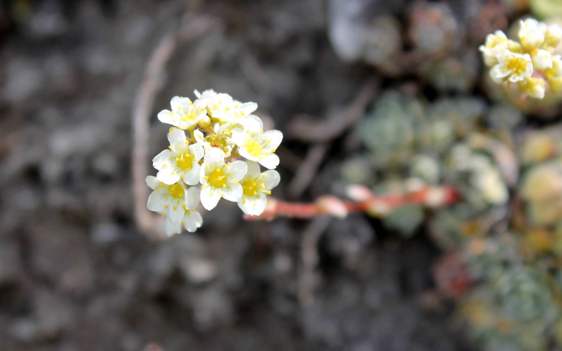 Saxifrage paniculée - fleurs (Crédits : Léa Charbonnier)