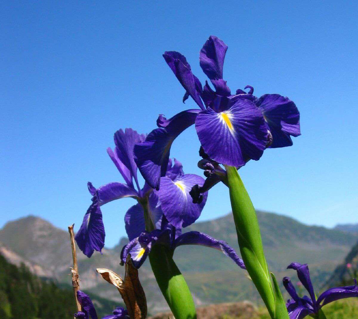 Iris des Pyrénées (crédits: Flickr_stéphane goldstein)