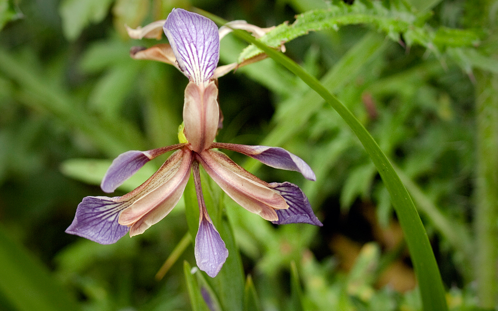Iris fétide. Crédit : Kentish Plumber - Flickr