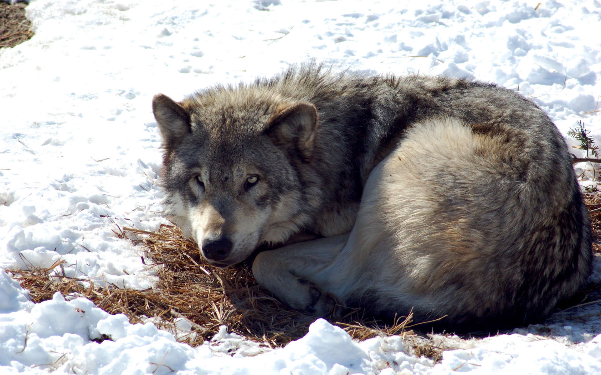 Loup (Crédits: Derek Bakken - Flickr)