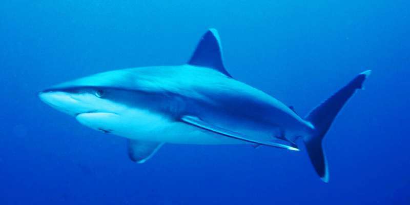 Requins en Méditerranée