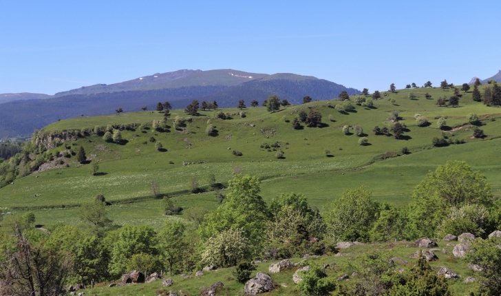 Estives du plateau de Chastel-sur-Murat (Crédit : Laura Azzolina)