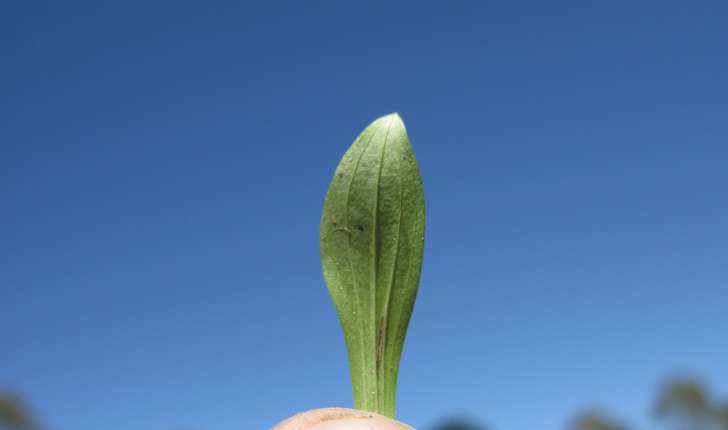Centaurium erythraea (Rafn, 1800)