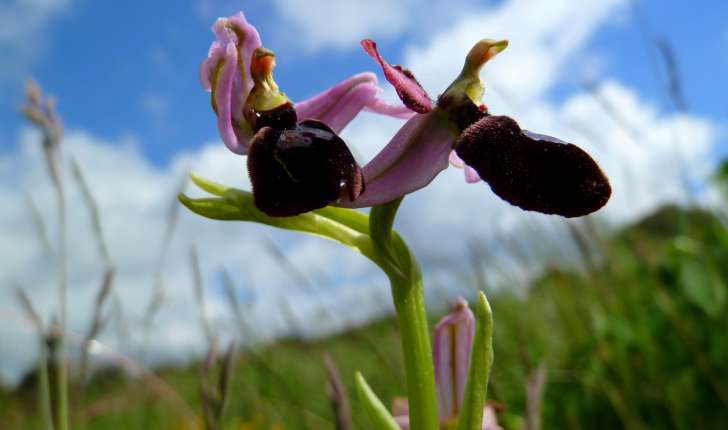Ophrys de Bertoloni (Crédits : Marina del Castell)