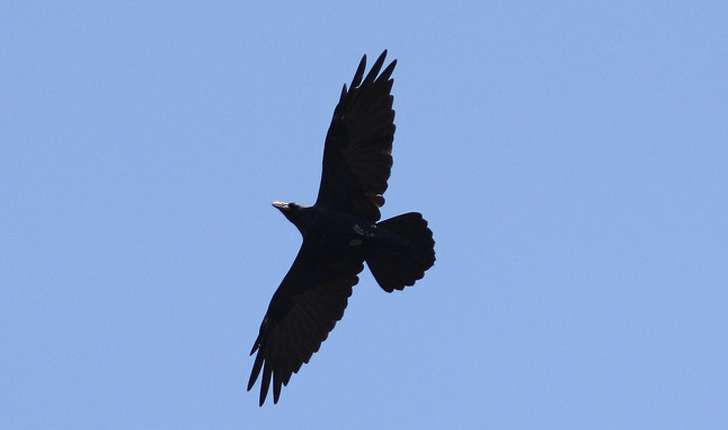 Grand corbeau  Balade : Randonnée près de chez vous
