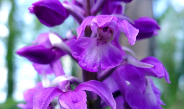 Orchis mâle. Crédit : Gail Hampshire - Flickr