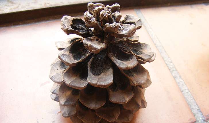 Pinus pinea (Linné, 1753)
