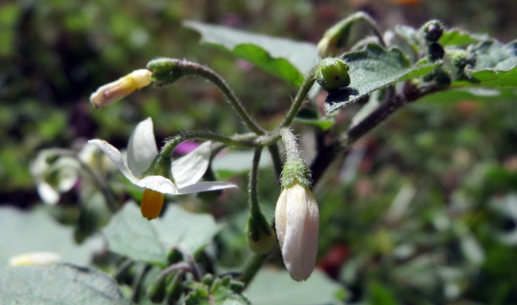 Solanum nigrum L., 1753