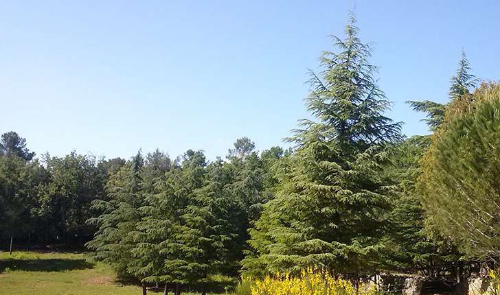 Forêt de Cèdre (Crédits: Parc d'Aoubré)