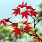 Erable japonais, feuilles, Credits : Guy Renard