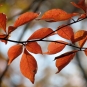 Tupelo, feuilles d'automne. Crédits : Katja Schulz - Flickr
