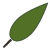 pictogramme de feuilles lance