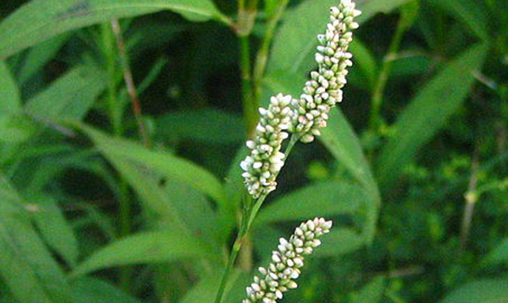 Renouée persicaire-Persicaria maculosa (crédit: Bogdan)