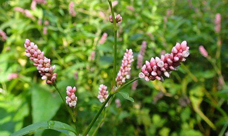 Renouée persicaire-Persicaria maculosa (crédit: Floratrek)