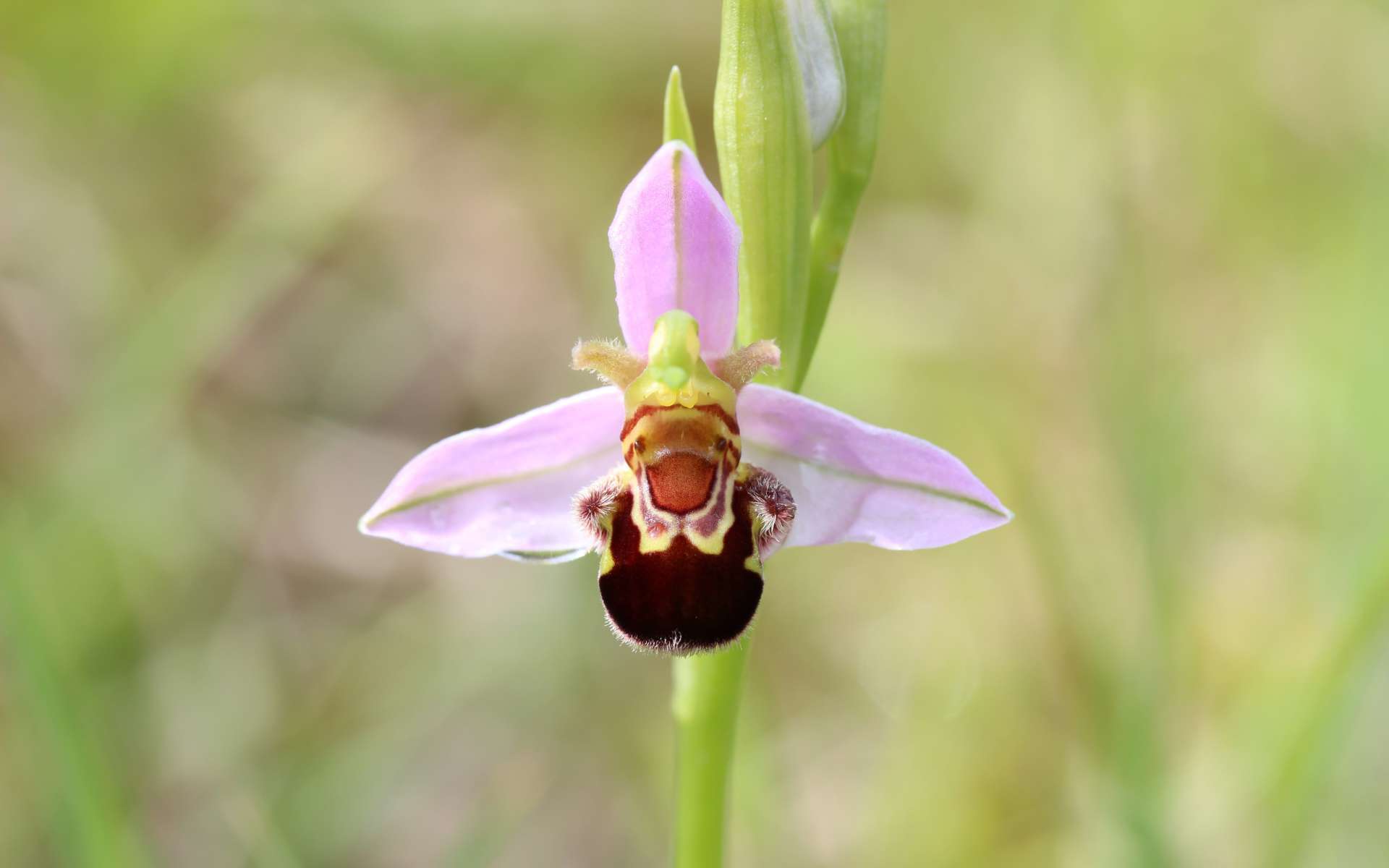 Ophrys abeille - fleur (Crédits : flickr)