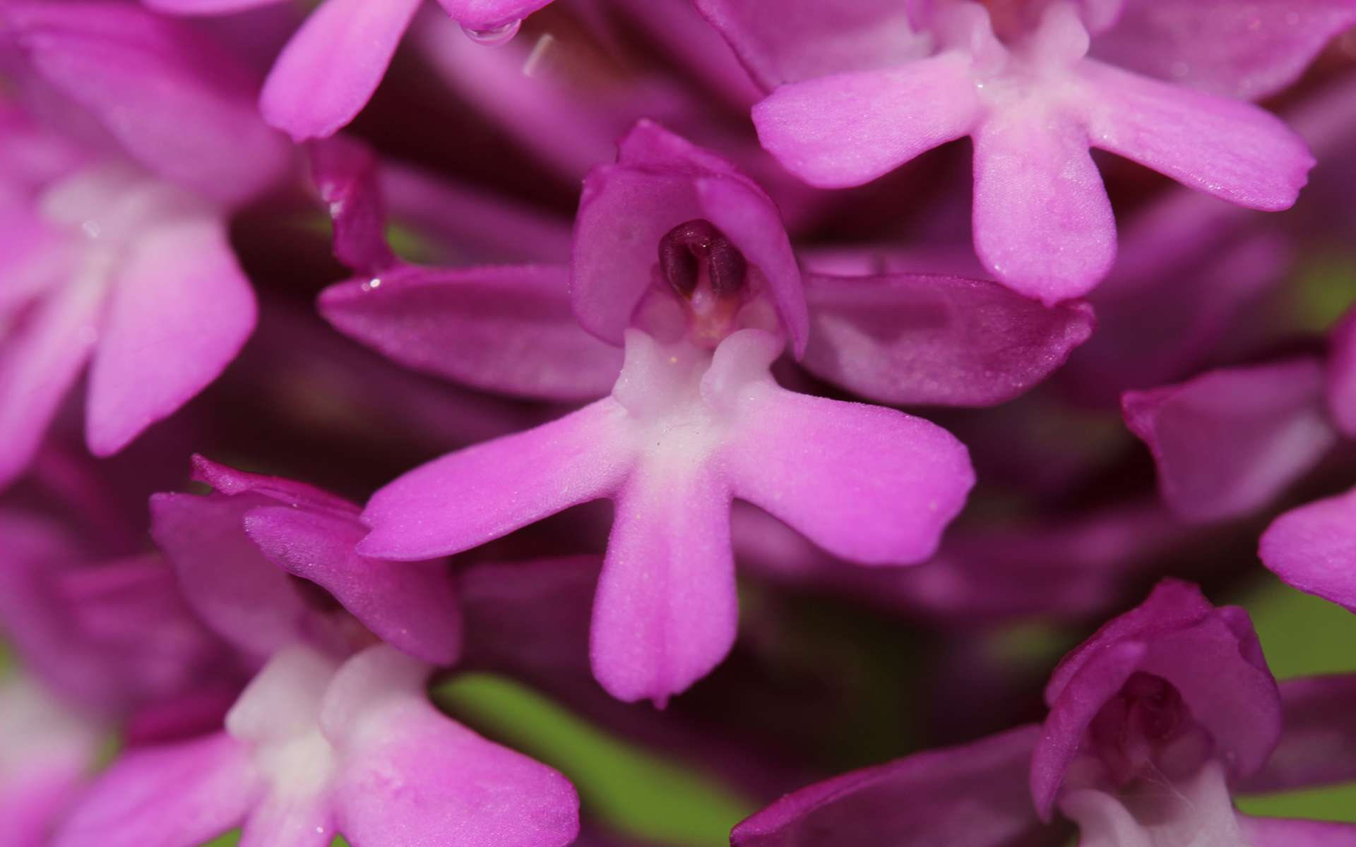Orchis pyramidal - fleur (Crédits : Flickr - Bjorn S.)