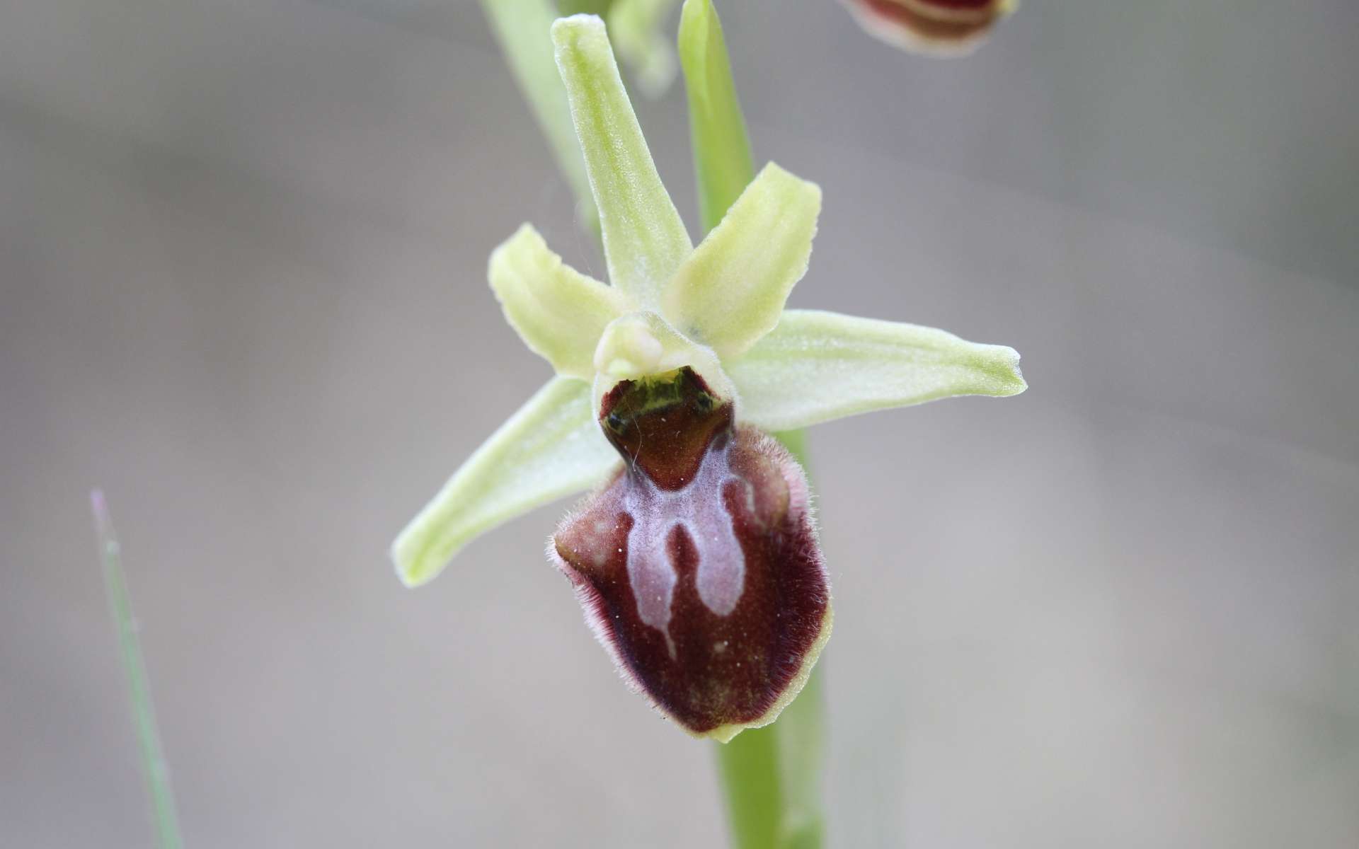 Ophrys araignée - fleur (Crédits : flickr)
