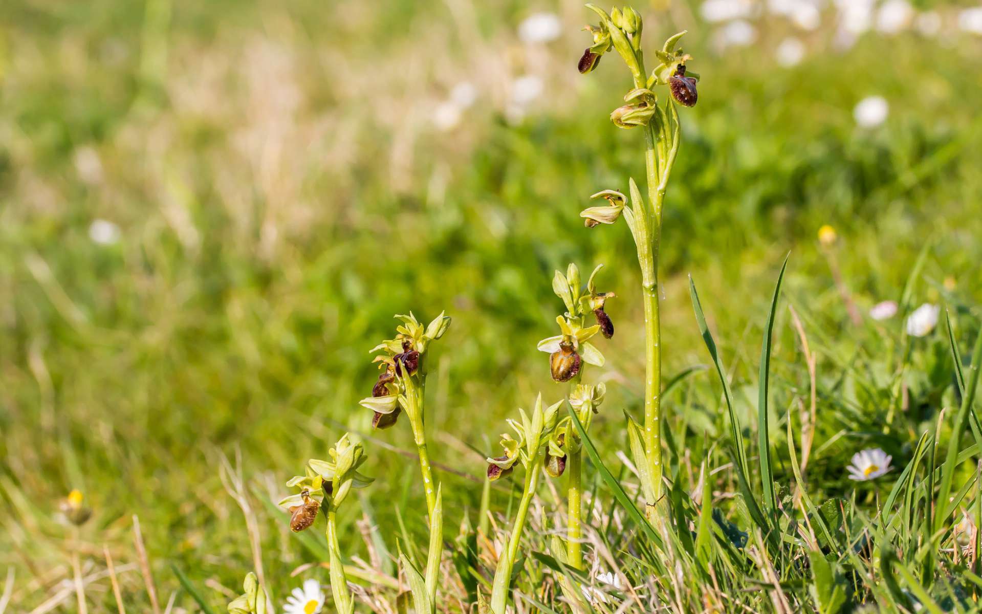 Ophrys araignée - vue d'ensemble (Crédits : flickr)