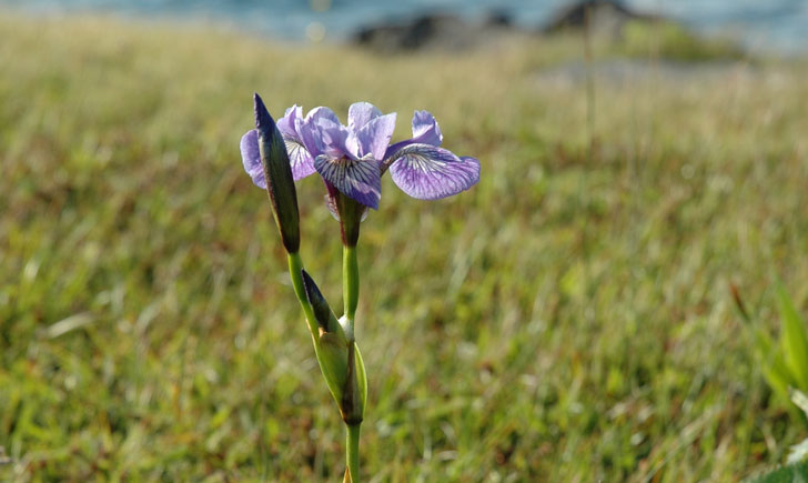 Iris versicolore_Estelle Vieubled