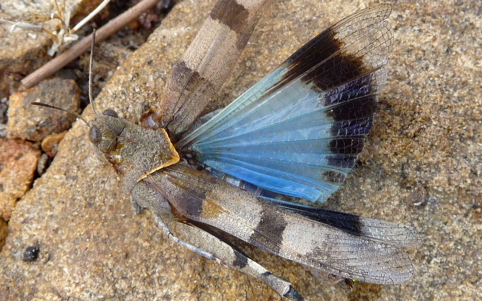 Oedipode bleu (Crédits : Flickr)