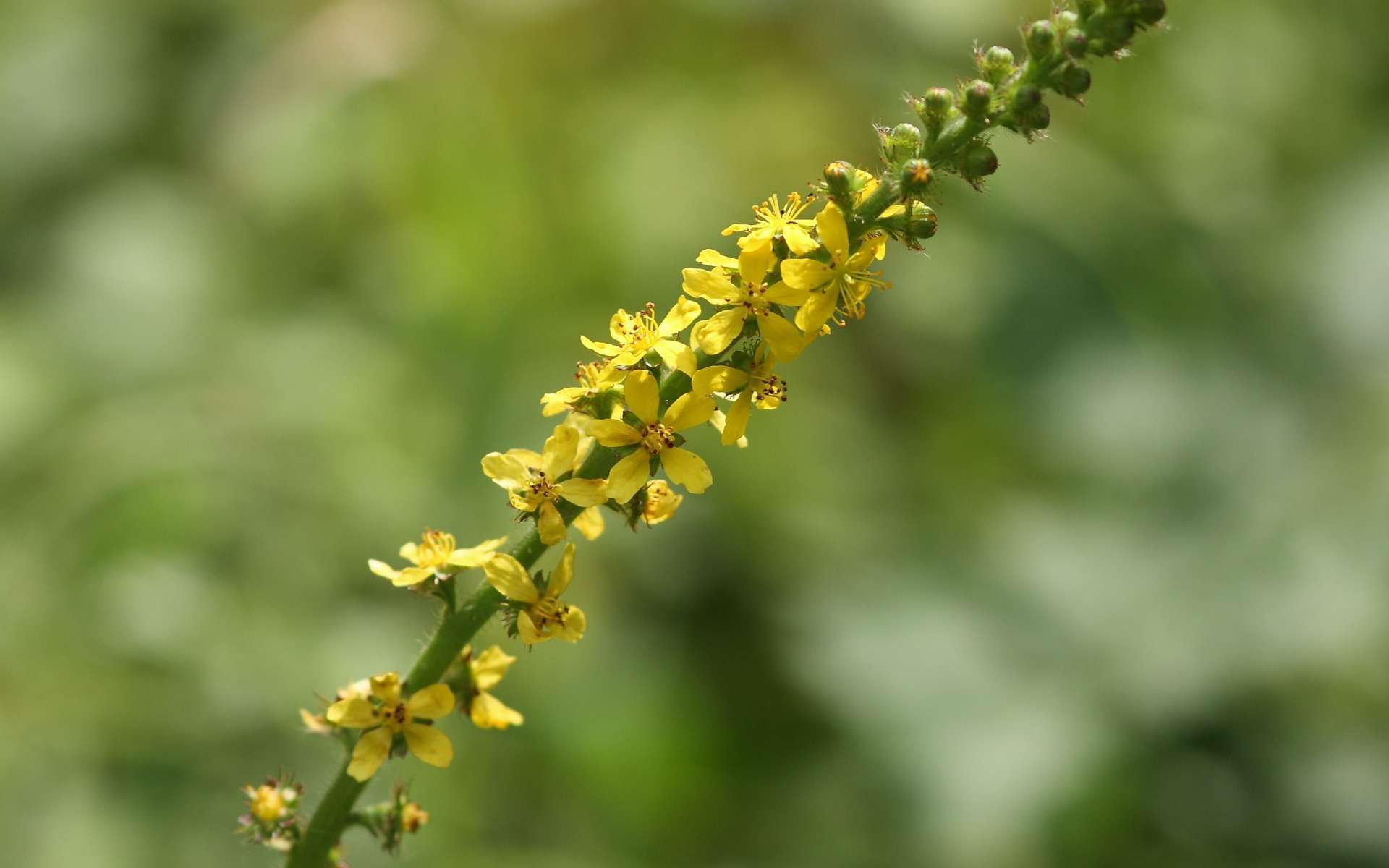 Aigremoine eupatoire - fleurs (Crédits : Dean Morley)