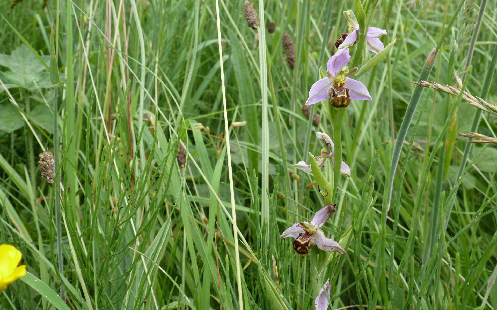 Ophrys abeille - vue d'ensemble (Crédits : Stephen Hopkins)