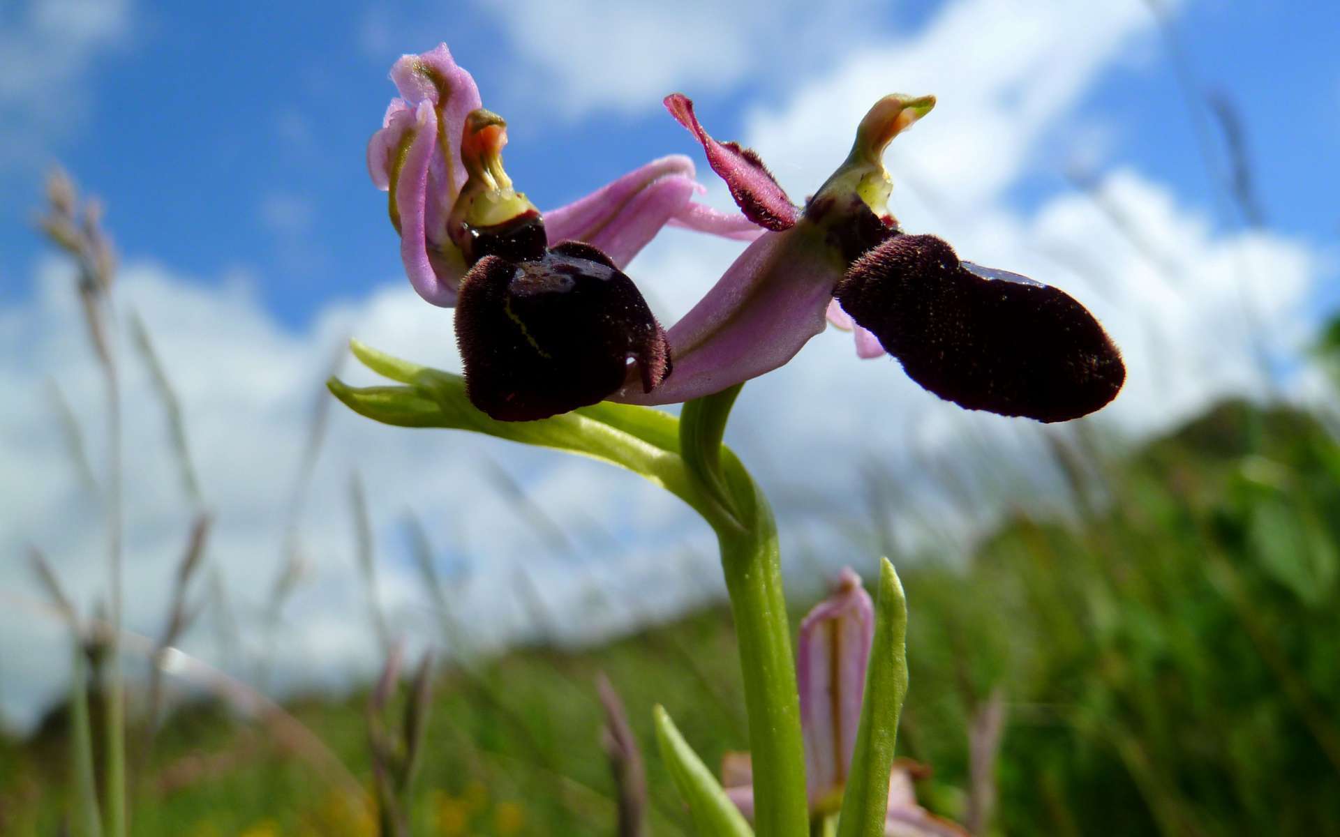 Ophrys de Bertoloni (Crédits : Marina del Castell)