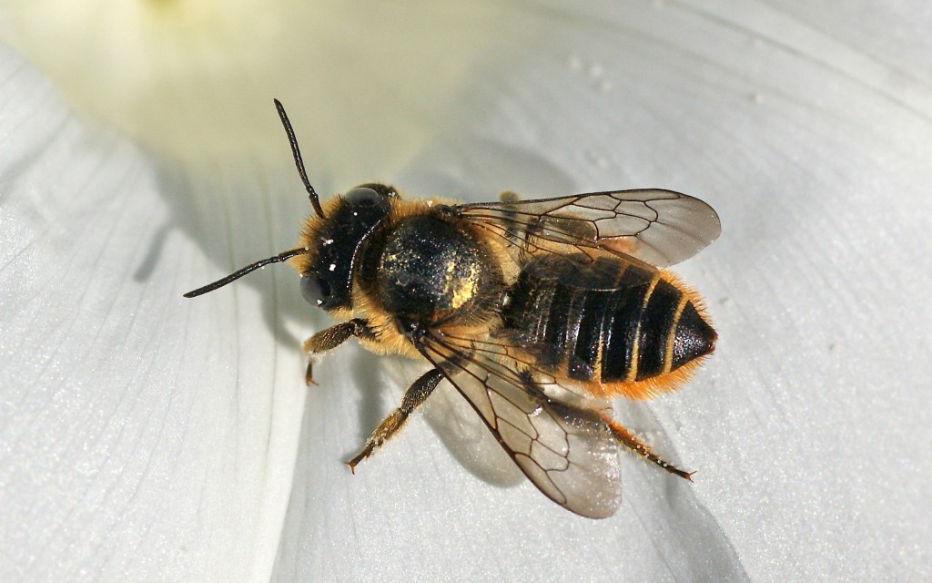 Megachile du rosier. Crédits : Saint-Pierre-et-Miquelon