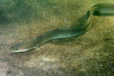 Anguille d'Europe - Anguilla anguilla