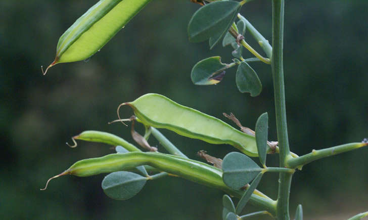 Calicotome épineux (crédit: Liliane ROUBAUDI - Tela Botanica)