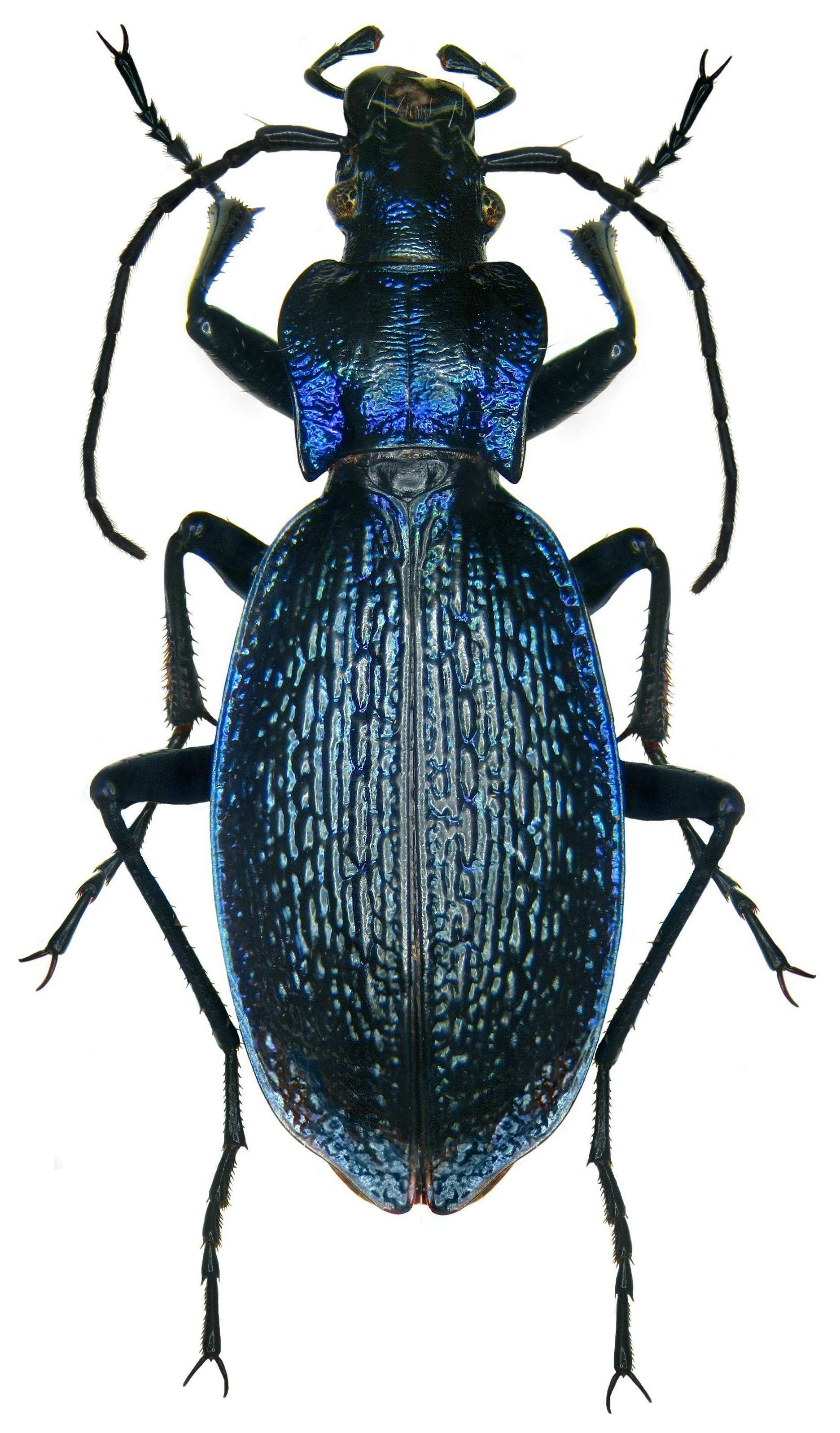 Carabus intricatus | Balade : Randonnée près de chez vous