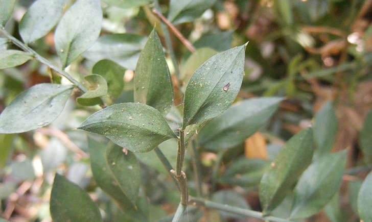 Fragon Faux Houx Ruscus Aculeatus Plantes Fraiches Sauvages