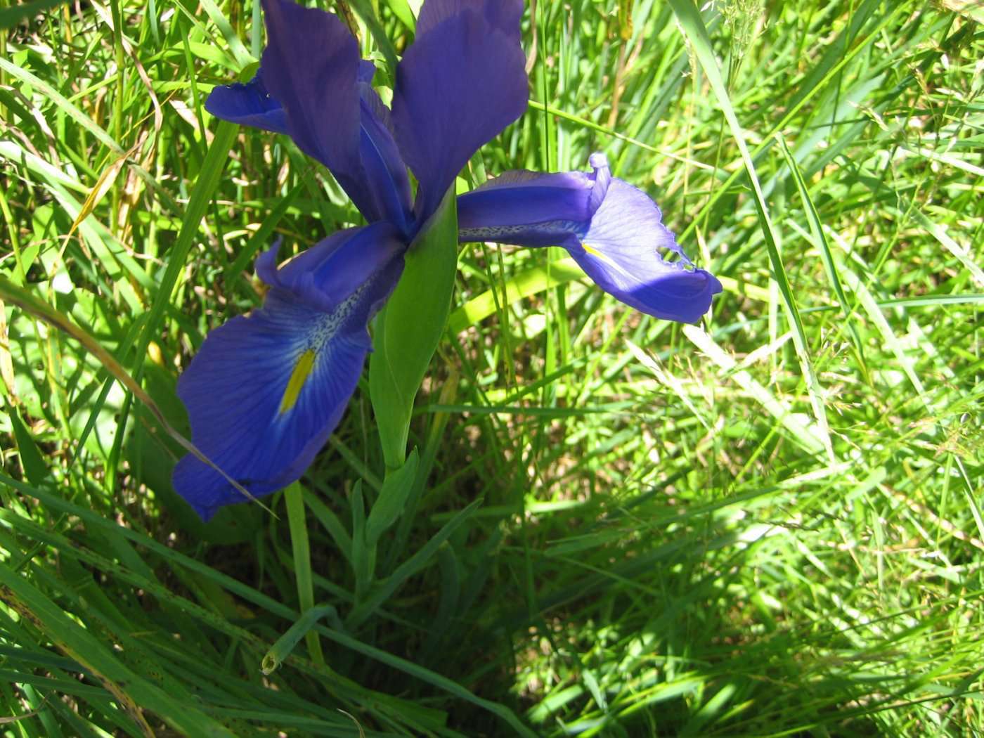 Iris des Pyrénées (crédits: evelyne Liauzun)