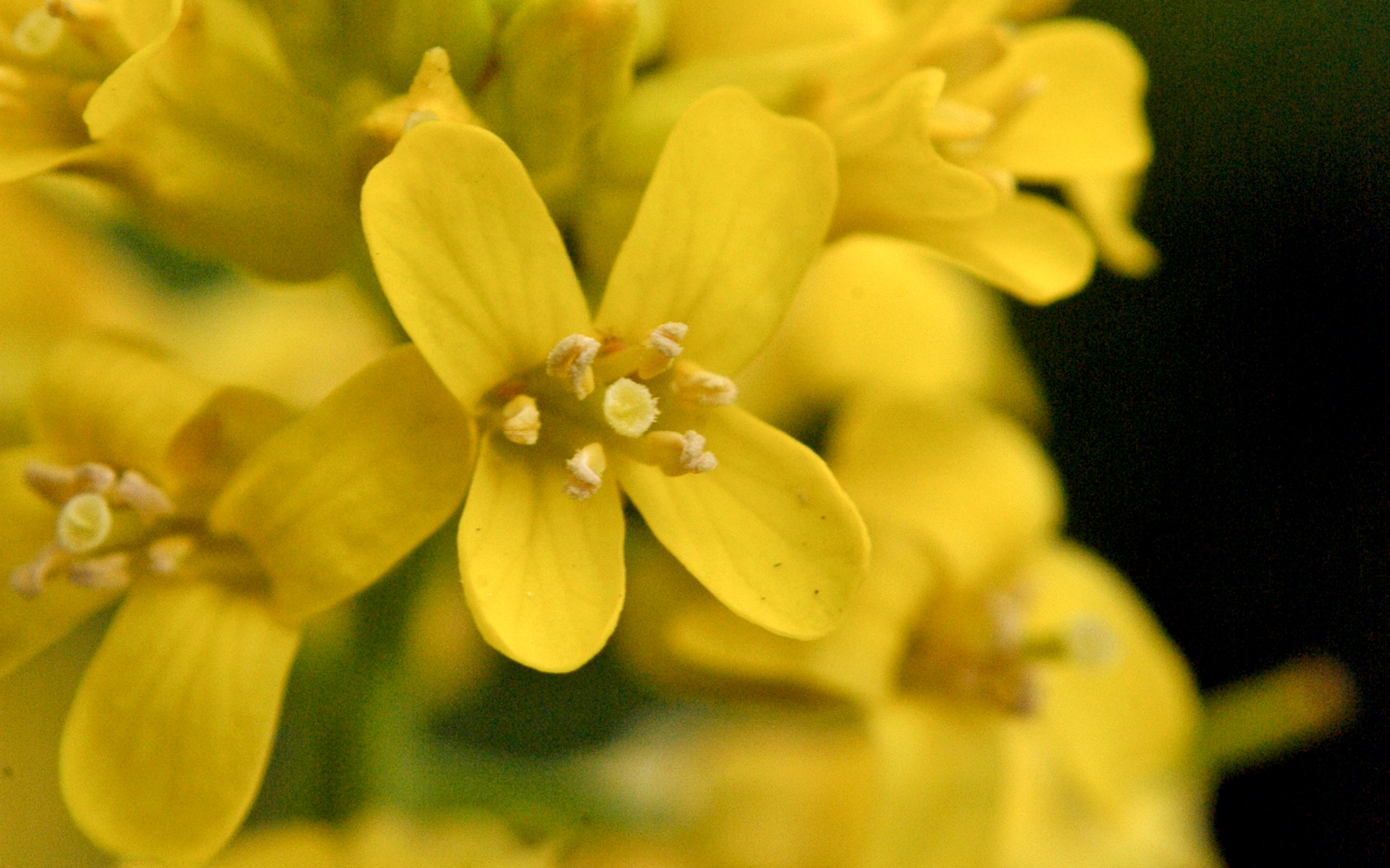 Fleur de barbarée commune. Crédit : Frank Mayfield, Flickr