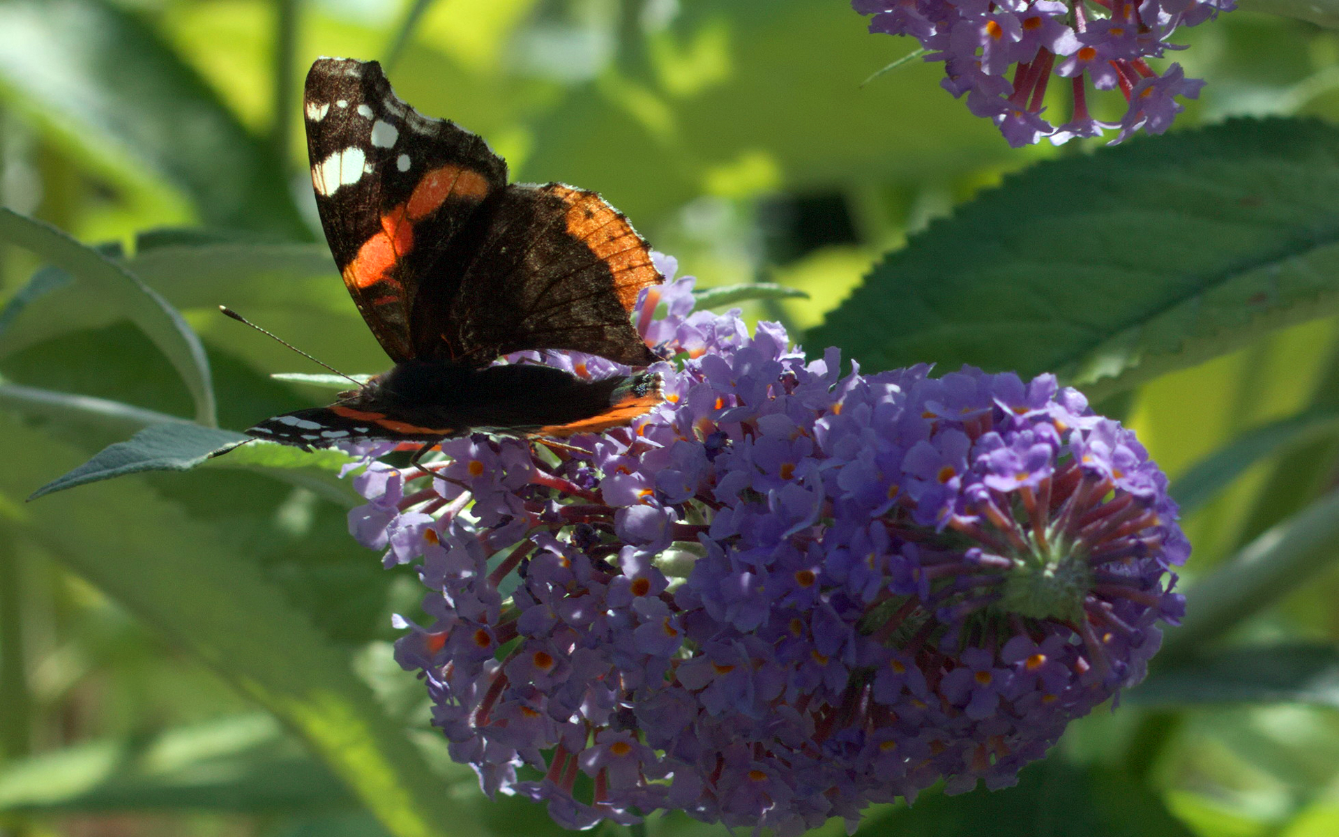 Arbre à papillons - Crédit : Stanze - Flickr