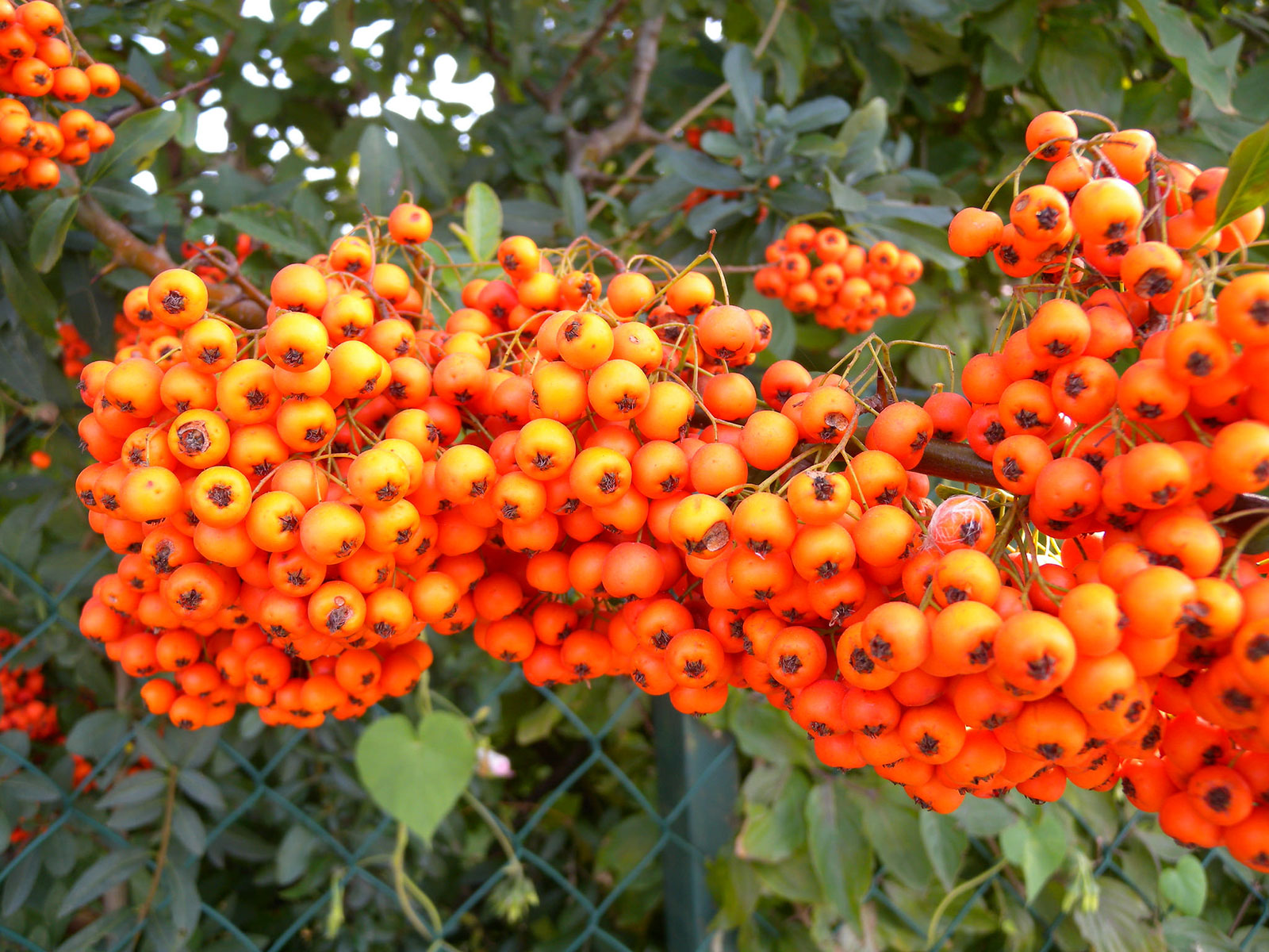 Buisson Ardent - Fruits en cours de maturation. Crédits : Tauralbus - Flickr