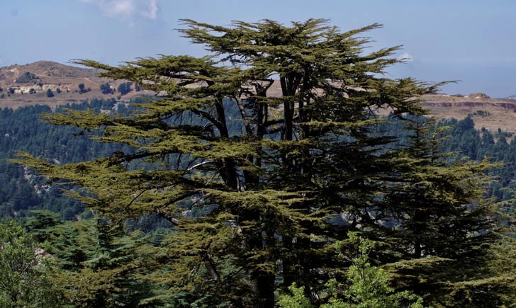 Cèdre du Liban, réserve de Tannourine, crédits : tongeron91