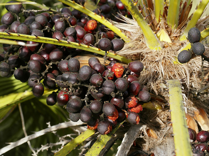 Le fruit du palmier nain (crédits Hans Hillewaert)