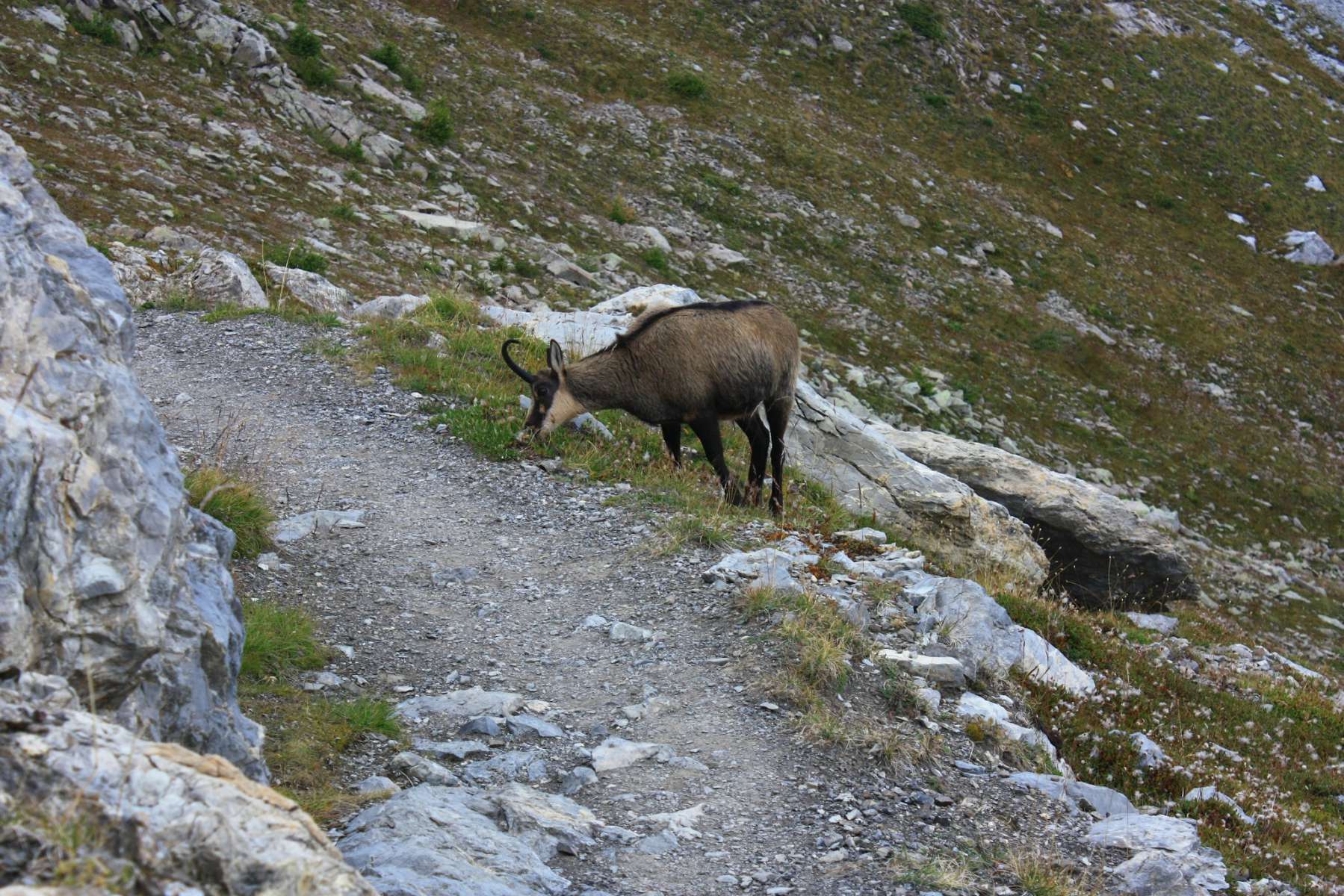 Chamois Balade Randonn e Pr s De Chez Vous