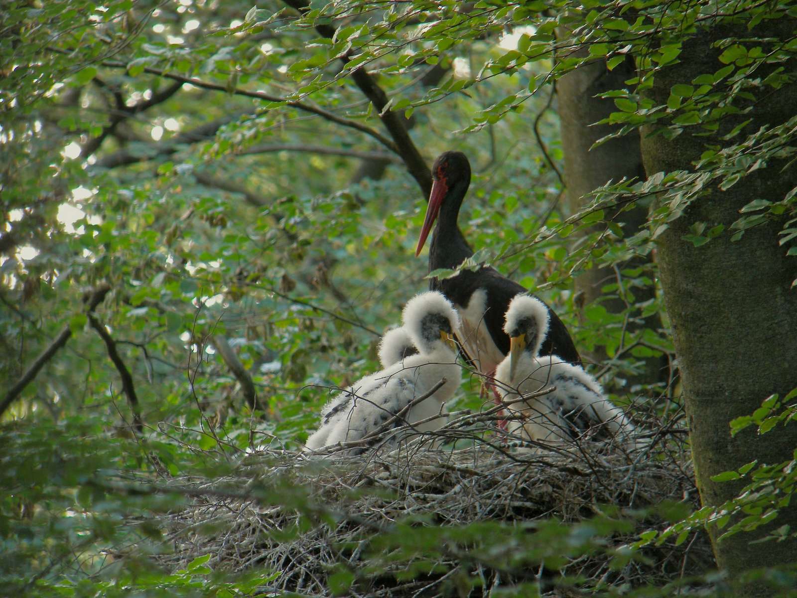 Cigogne noire (Ciconia nigra) adulte dans son nid, avec les jeunes