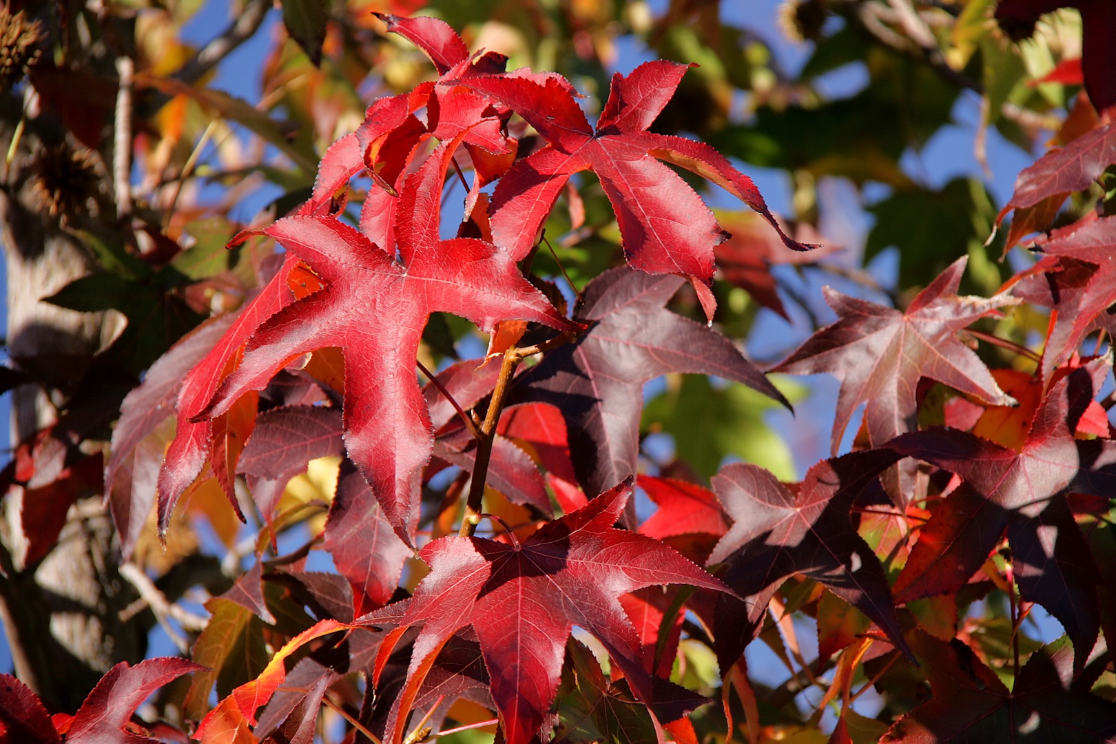 Copalme, feuilles en automne. Crédits : Jorge Franganillo - Flickr