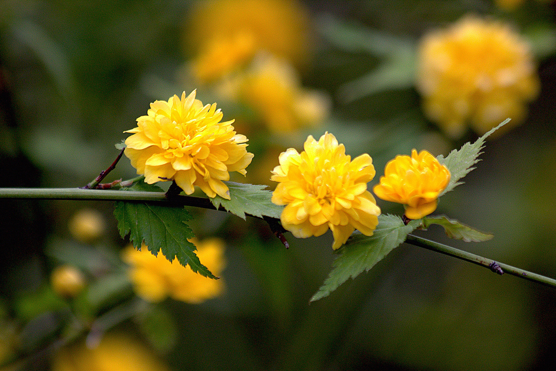 Corète du Japon, fleurs. Crédits : manuel m. v. - Flickr